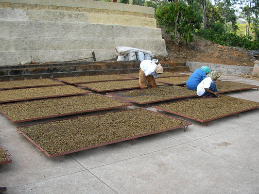 Workers sorting green coffee beans